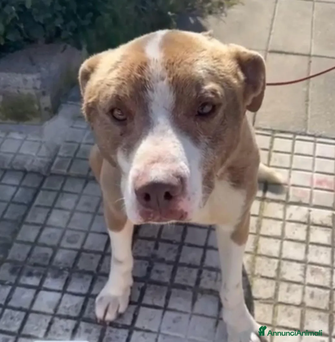 Meticcio cani in regalo: Simil Amstaff 12/15mesi trovato legato 1anno daSUD - Annuncio 7