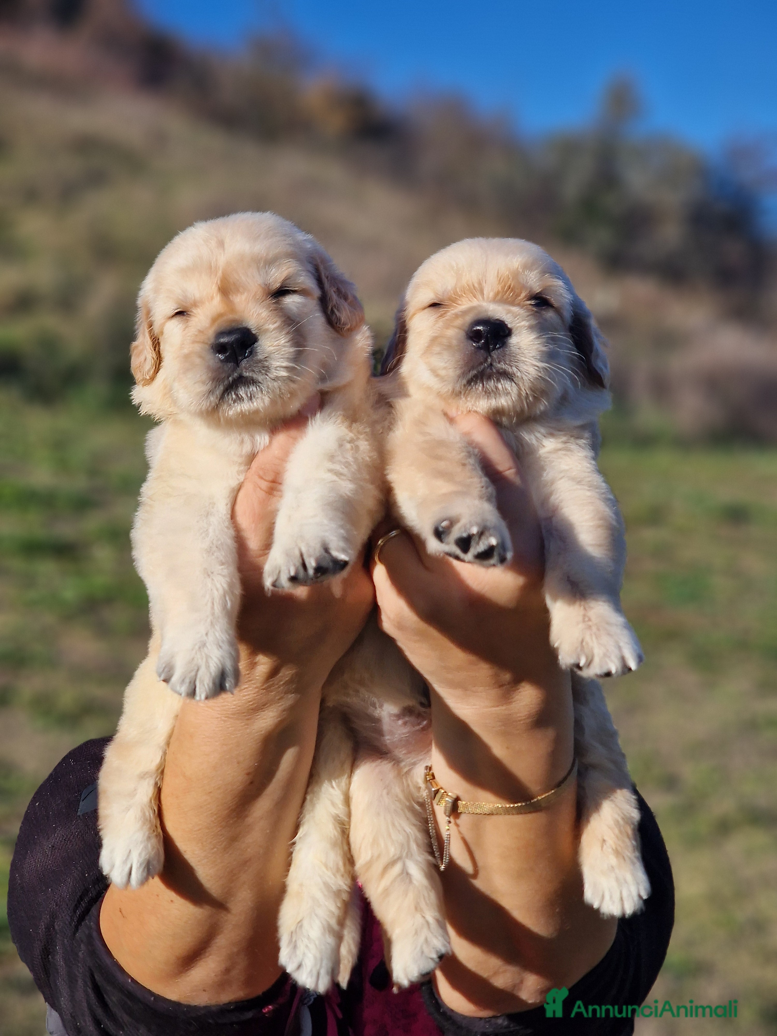 Golden Retriever cani CUCCIOLI DI GOLDEN RETRIEVER MARINA LAB - Annuncio 31