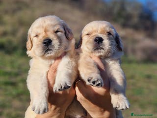 Golden Retriever cani CUCCIOLI DI GOLDEN RETRIEVER MARINA LAB - Annuncio 2