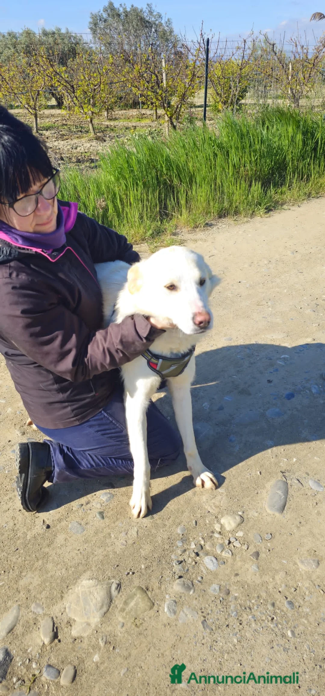 Meticcio cani in regalo: samara - Annuncio 2