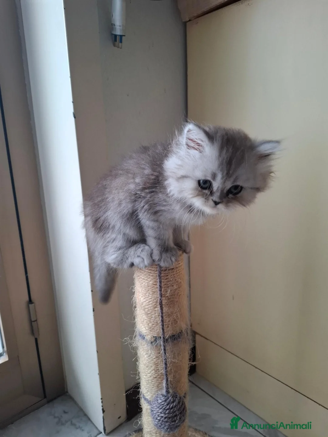Persiano gatti in vendita: Cuccioli di gatto persiano  a Città metropolitana di Catania - Annuncio 2