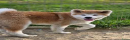 Akita Inu cani in vendita: Cucciolo Akita Inu Pedigree  - Annuncio 6