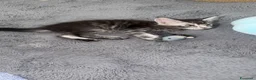 Maine Coon gatti in vendita: Dolcissimi cuccioli  - Annuncio 8