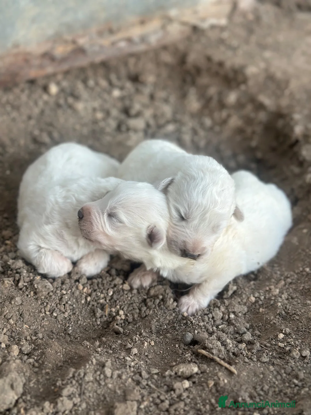 Pastore Abbruzzese Maremmano cani in vendita: Cuccioli maschi di pastore abruzzese - Annuncio 2