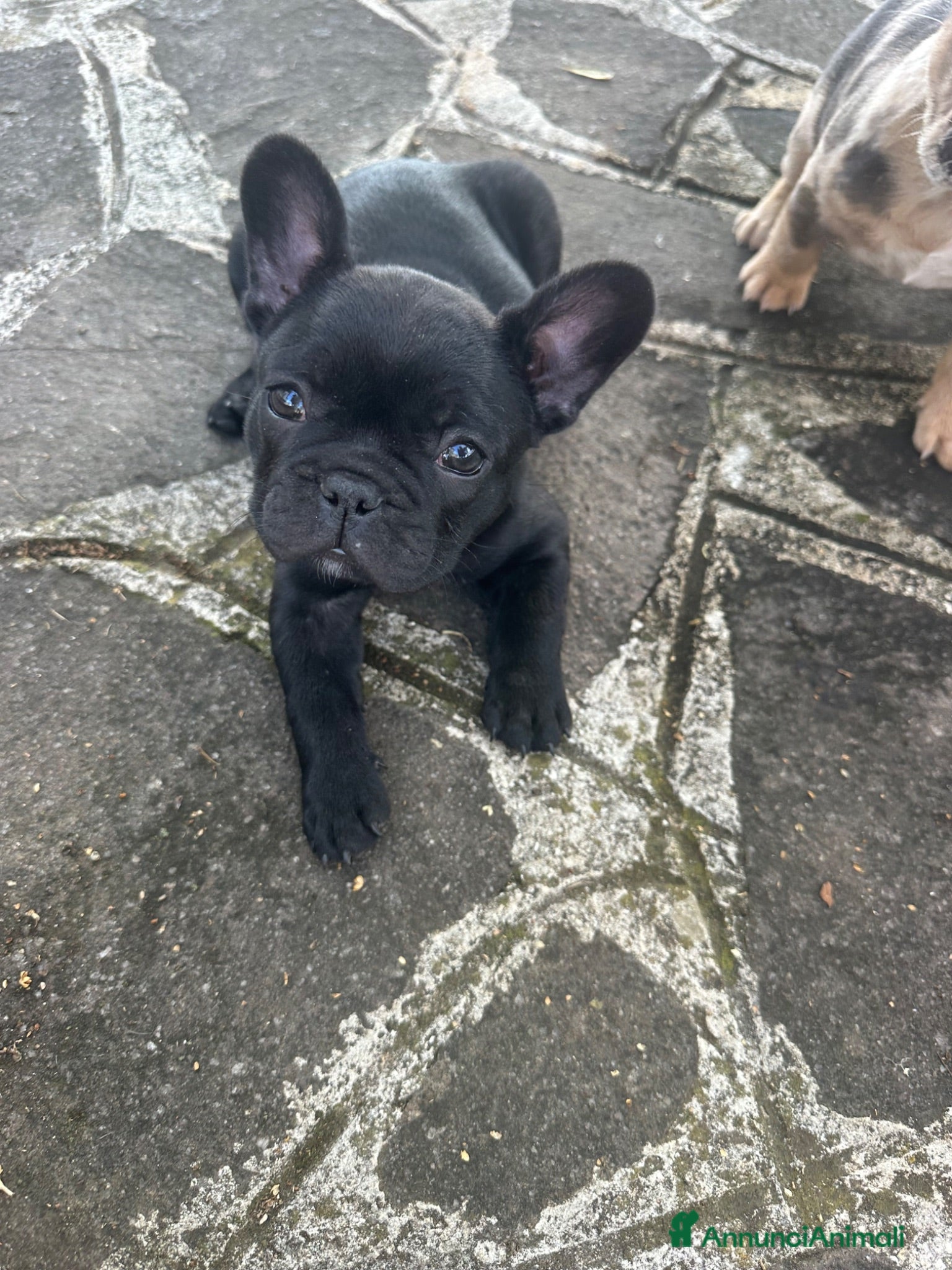 Bulldog Francese cani bulldog francese nero tigrato  - Annuncio 2