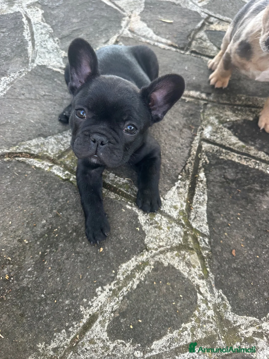Bulldog Francese cani in vendita: bulldog francese nero tigrato  - Annuncio 1