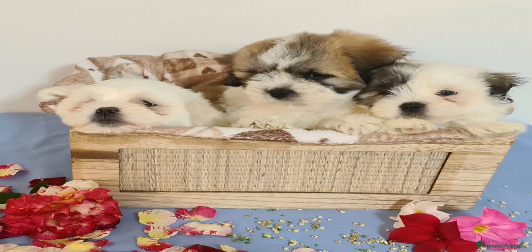 Immagine della galleria {{count}}