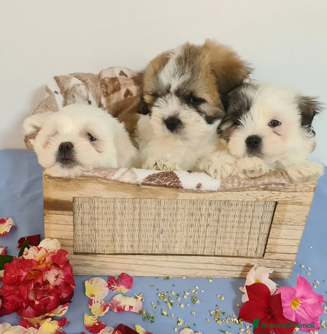 Immagine della galleria {{count}}