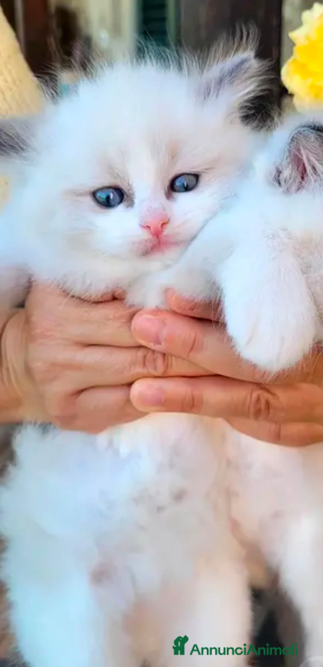 Ragdoll gatti in vendita: Ragdoll con pedigree  - Annuncio 2