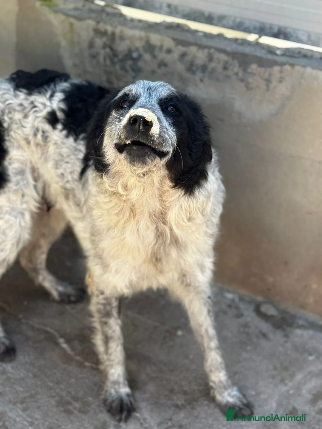 Meticcio cani in regalo: Lisa  a Provincia di Verona - Annuncio 2