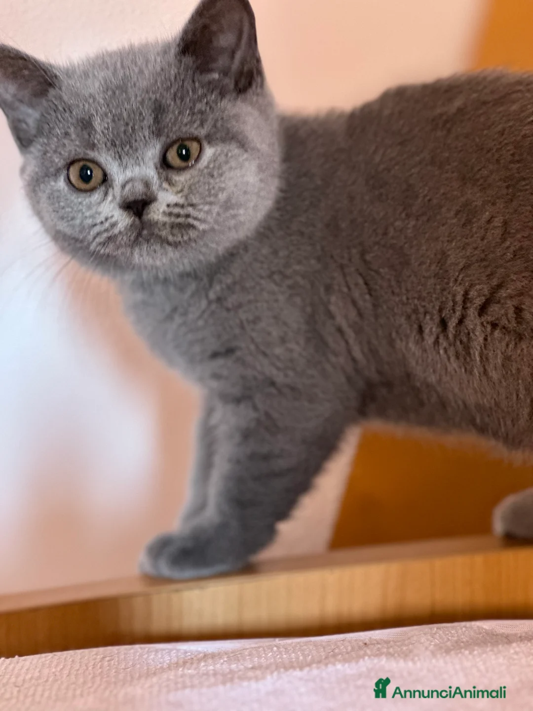 Immagine della galleria {{count}}