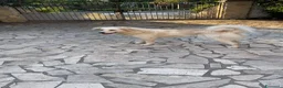 Meticcio cani in regalo: Cucciole 3 mesi e mezzo vaccinate - Annuncio 2