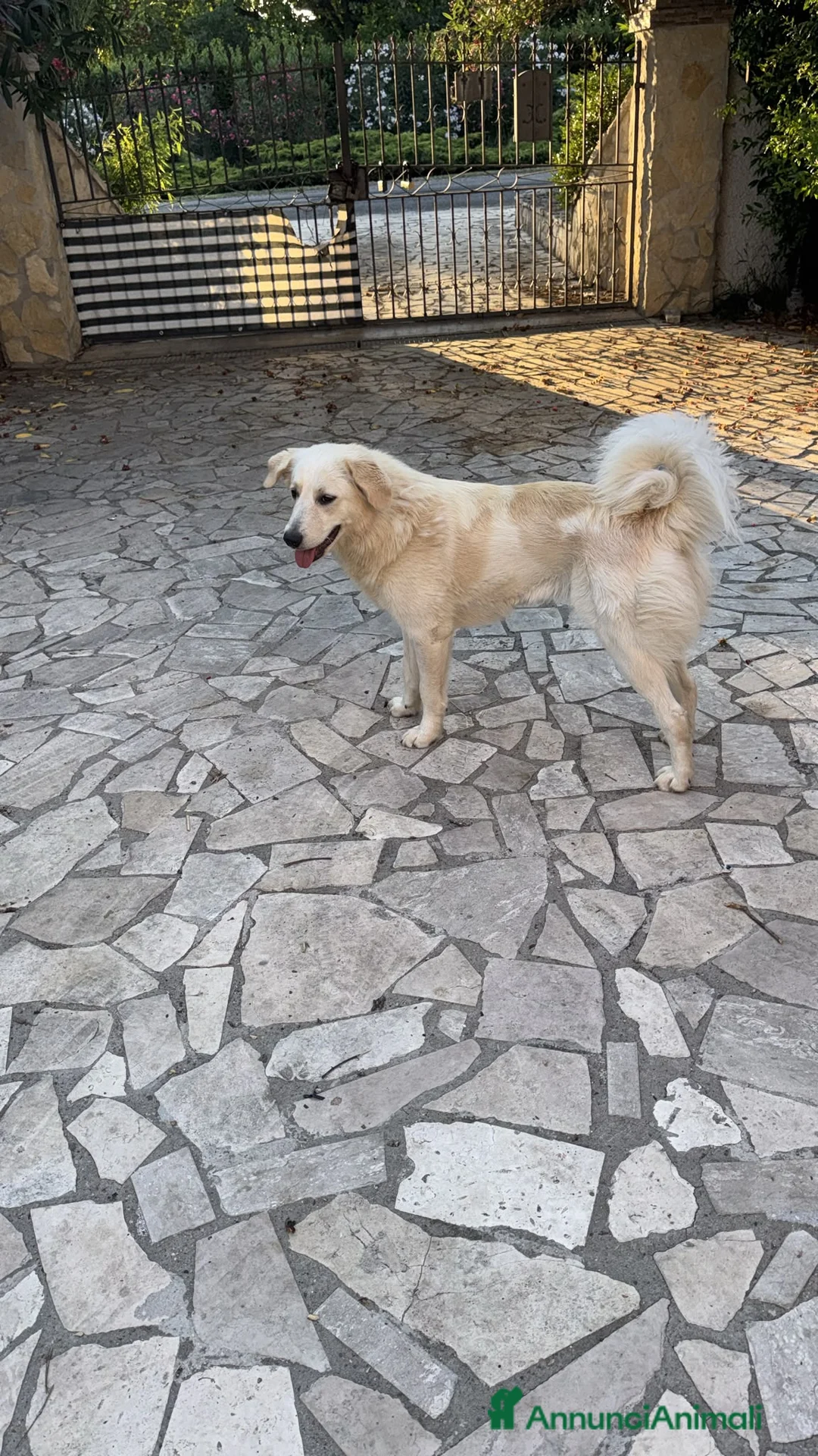 Meticcio cani in regalo: Cucciole 3 mesi e mezzo vaccinate - Annuncio 2