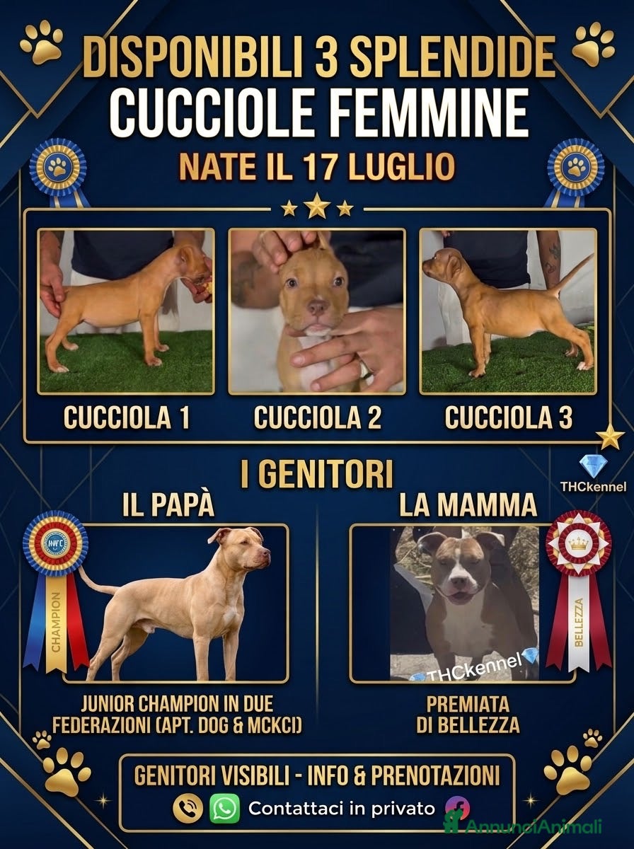 Pitbull cani Pitbull ukc  - Annuncio 1