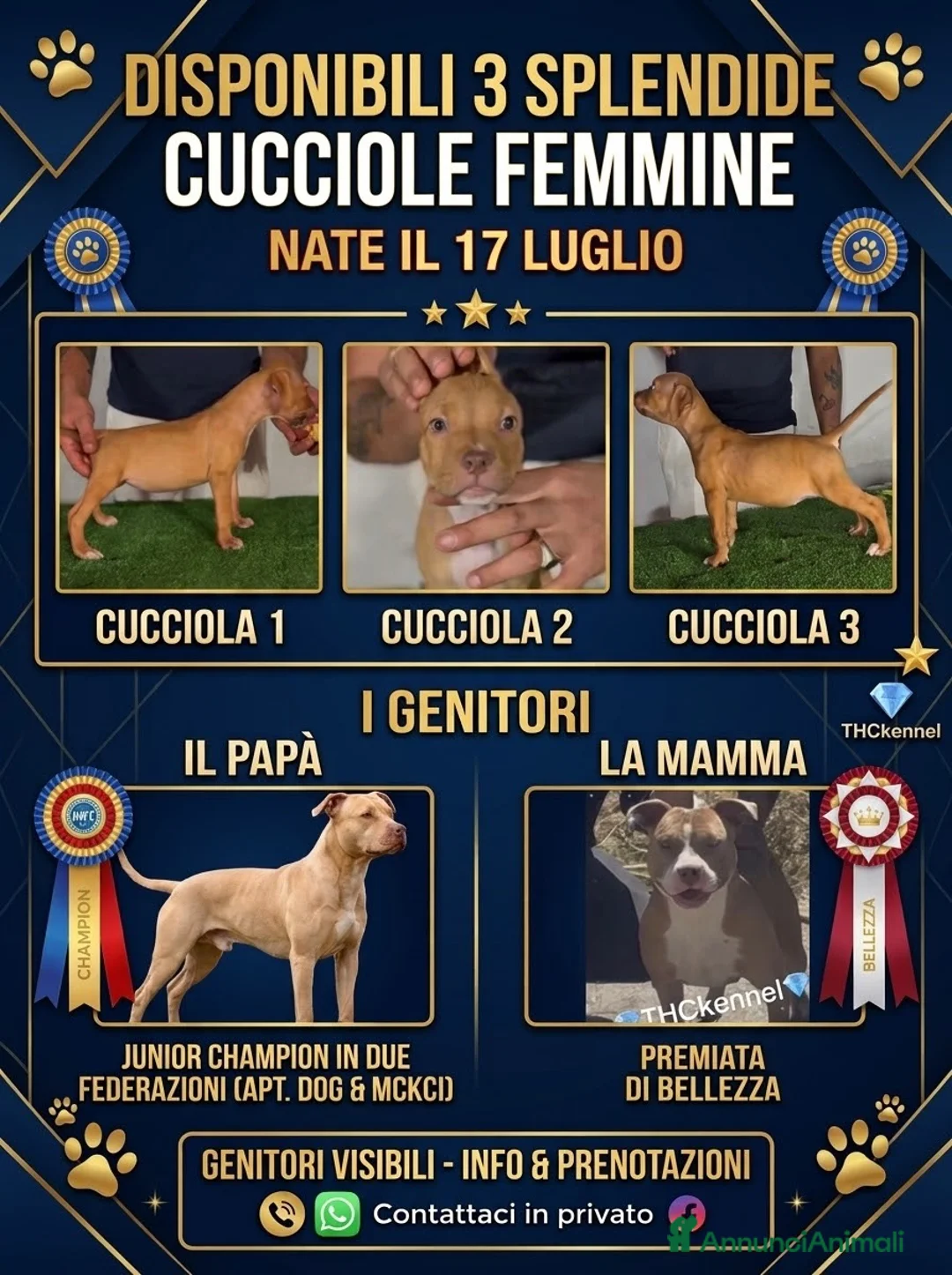 Pitbull cani in vendita: Pitbull ukc  - Annuncio 1