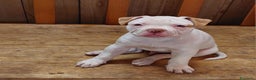 Bulldog cani in vendita: American bulldog  - Annuncio 8