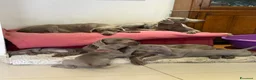 Weimaraner cani in vendita: Cuccioli weimaraner pubblicita’ segugio - Annuncio 2