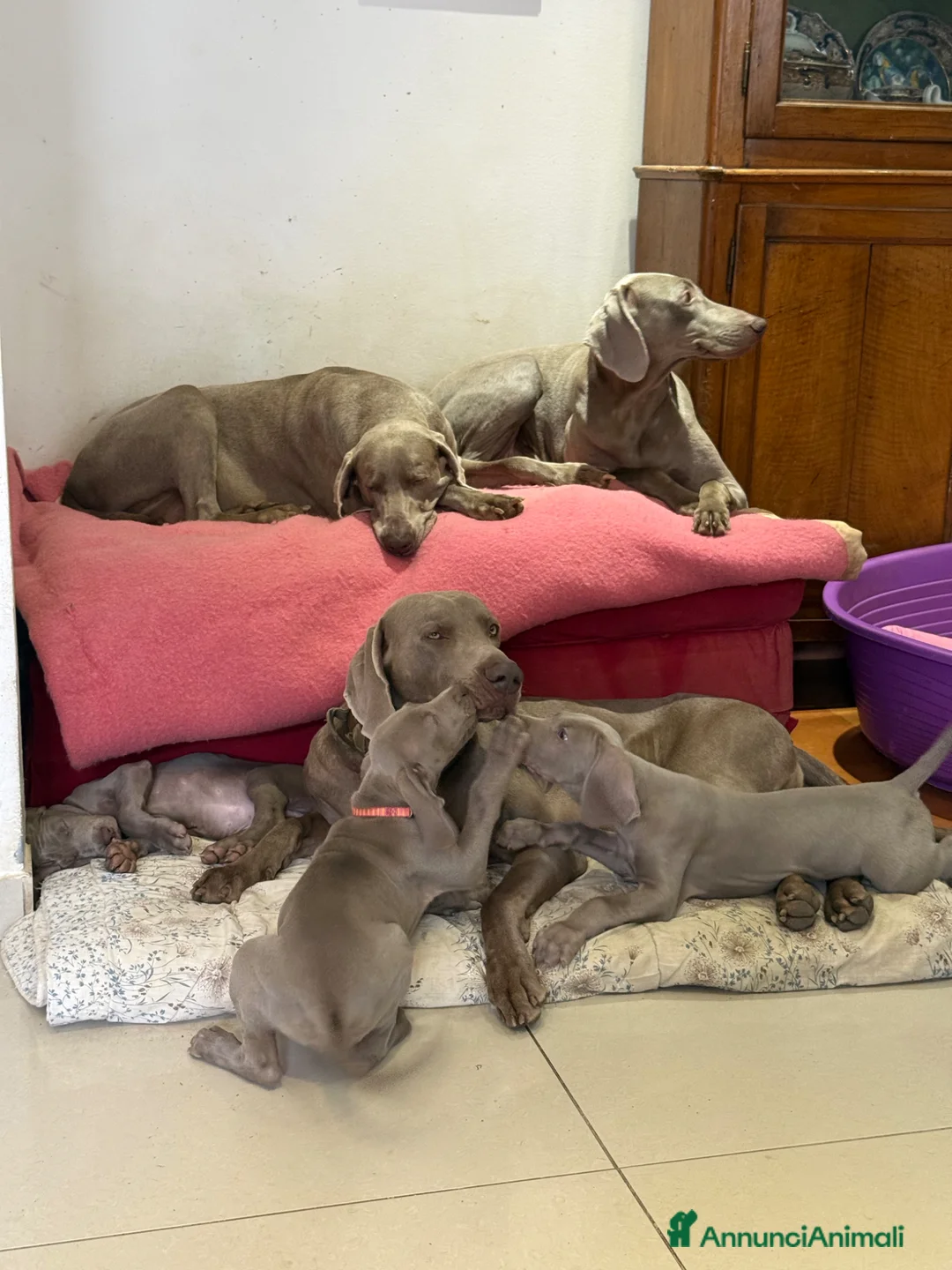 Weimaraner cani in vendita: Cuccioli weimaraner pubblicita’ segugio - Annuncio 2