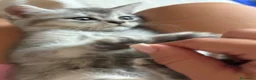 Scottish gatti in vendita: Gattino Scottish  - Annuncio 2