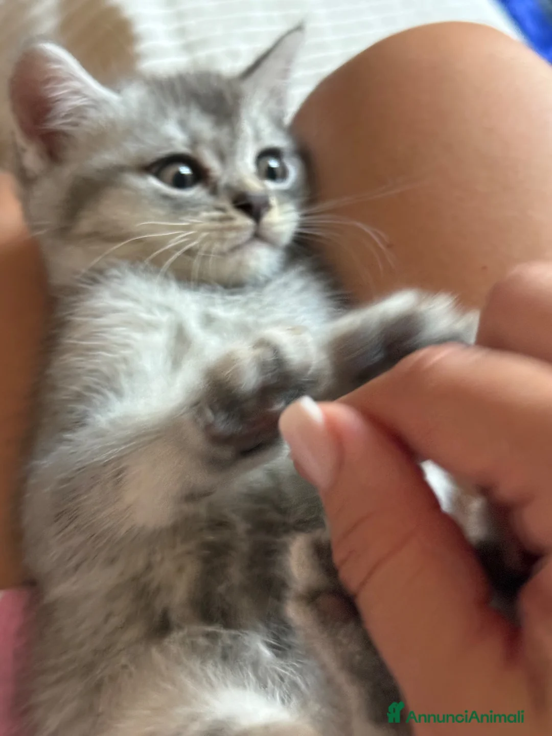 Scottish gatti in vendita: Gattino Scottish  - Annuncio 2