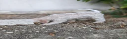 Lagotto cani in vendita: Cuccioli di Lagotto con Pedigree. Eros e Ares. - Annuncio 10