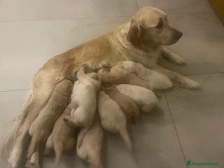 Golden Retriever cani Bellissimi cuccioli di Golden Retriver - Annuncio 3