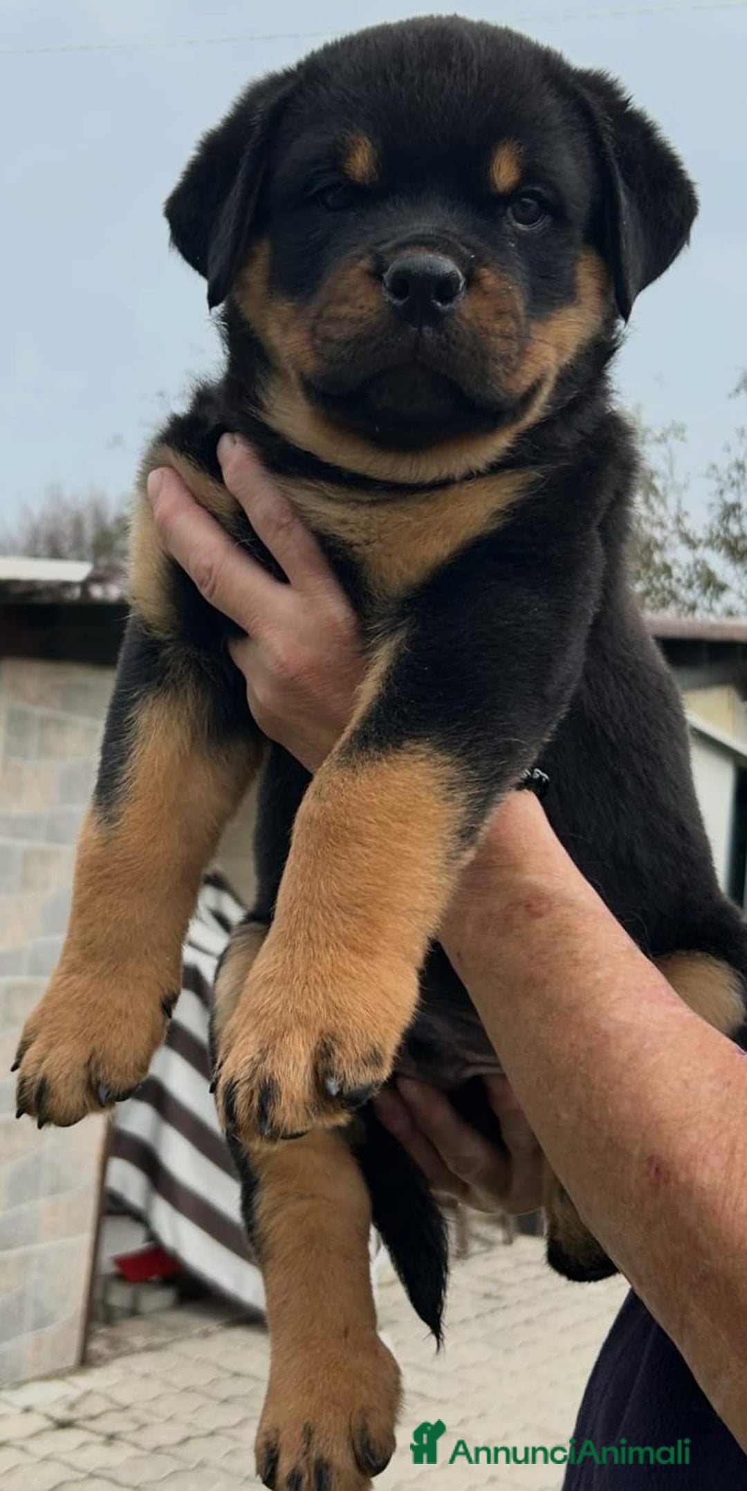 Rottweiler cani in vendita: Rottweiler - Annuncio 7