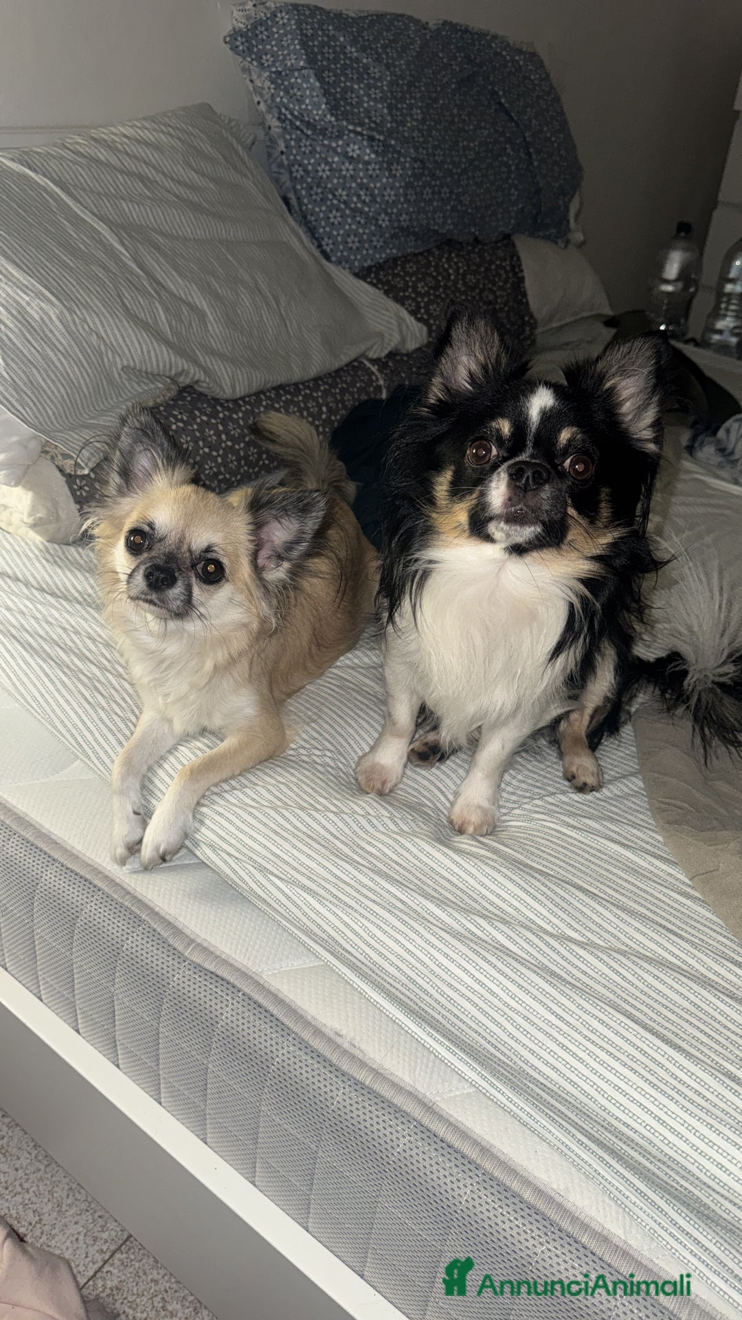 Chihuahua cani in vendita: Chihuahua pelo lungo - Annuncio 7