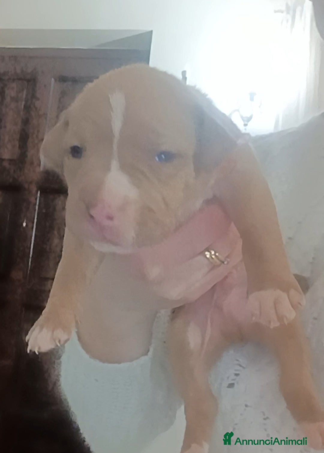 Pitbull cani in vendita: Cuccioli di Pitbull con PEDIGREE  - Annuncio 9
