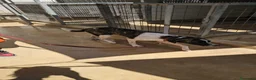Meticcio cani in regalo: Kira: dolcissima, cessione di proprietà  - Annuncio 13