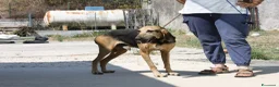 Segugio cani in regalo: Pippo dolcissimo segugio in adozione  - Annuncio 4