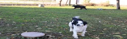 Meticcio cani in regalo: Regalo meticcio  - Annuncio 3