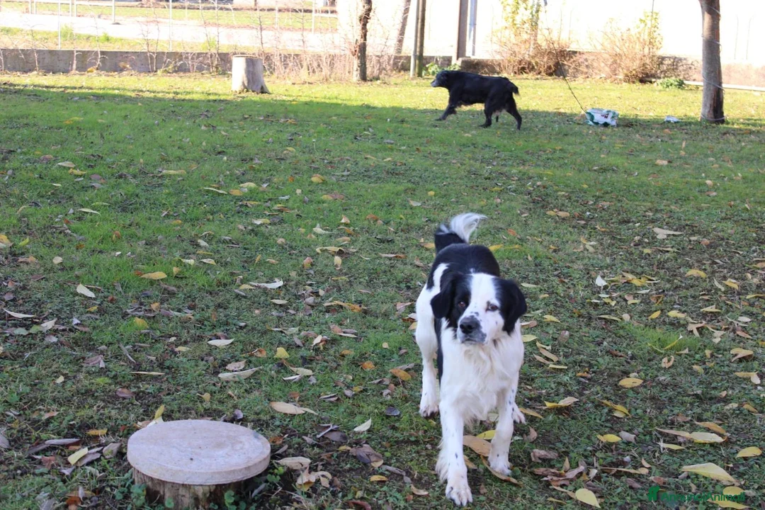 Meticcio cani in regalo: Regalo meticcio  - Annuncio 3