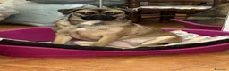 Meticcio cani in regalo: Wendy a Città metropolitana di Roma Capitale - Annuncio 8