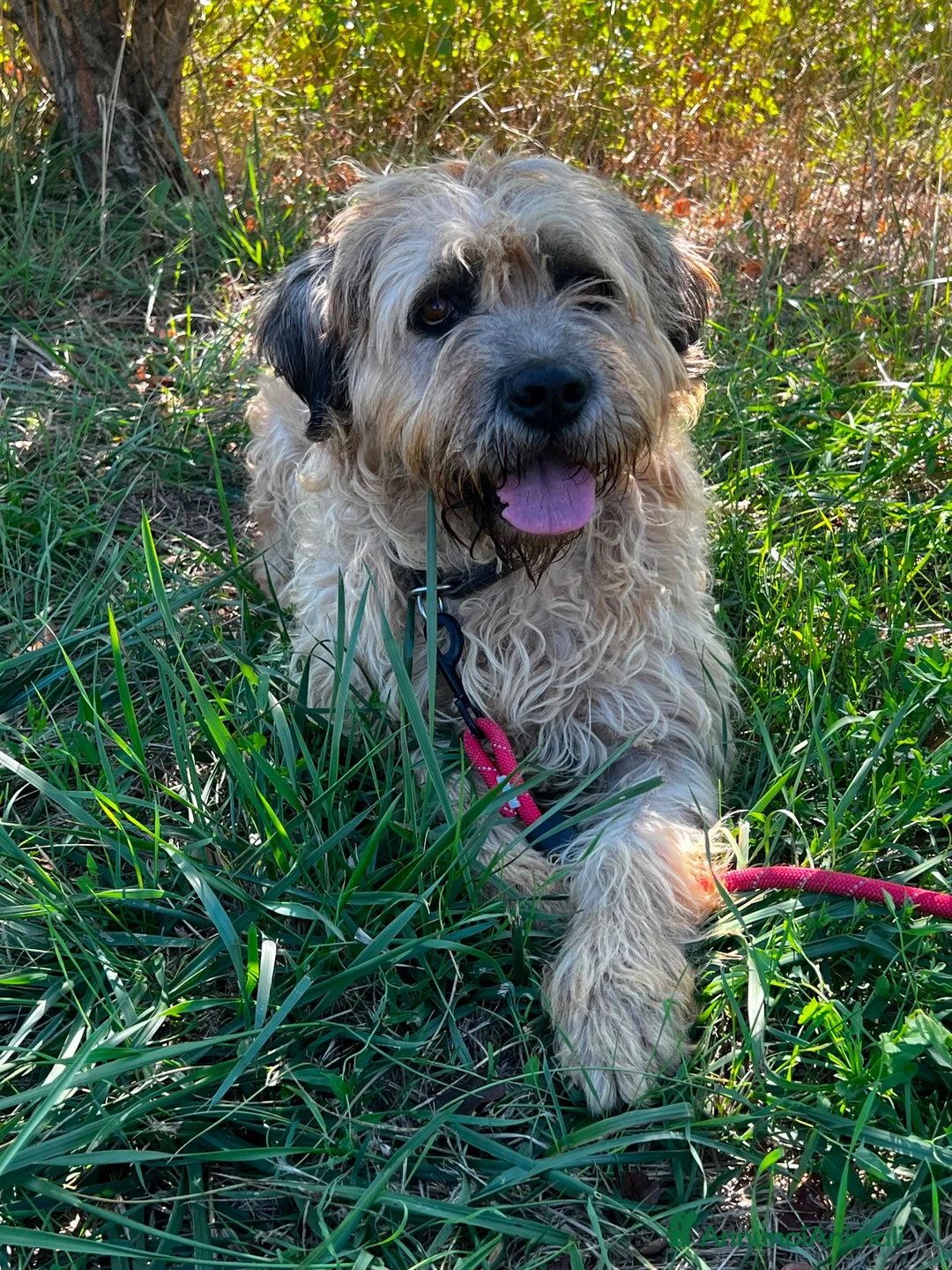 Meticcio cani in regalo: Nemo  a Provincia di Siena - Annuncio 1