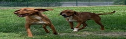 Meticcio cani in regalo: POLDO esuberante,affettuoso e buono 5-6anni - Annuncio 10