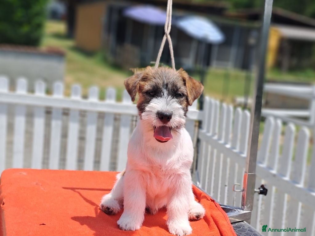 Jack Russell cani Cuccioli Jack Russell ruvido - Annuncio 2