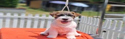 Jack Russell cani in vendita: Cuccioli Jack Russell ruvido - Annuncio 7