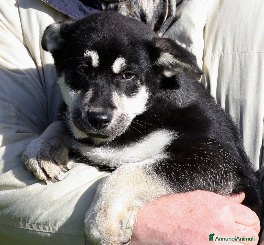 Meticcio cani in regalo: Matilde mix pastorina in adozione  - Annuncio 2