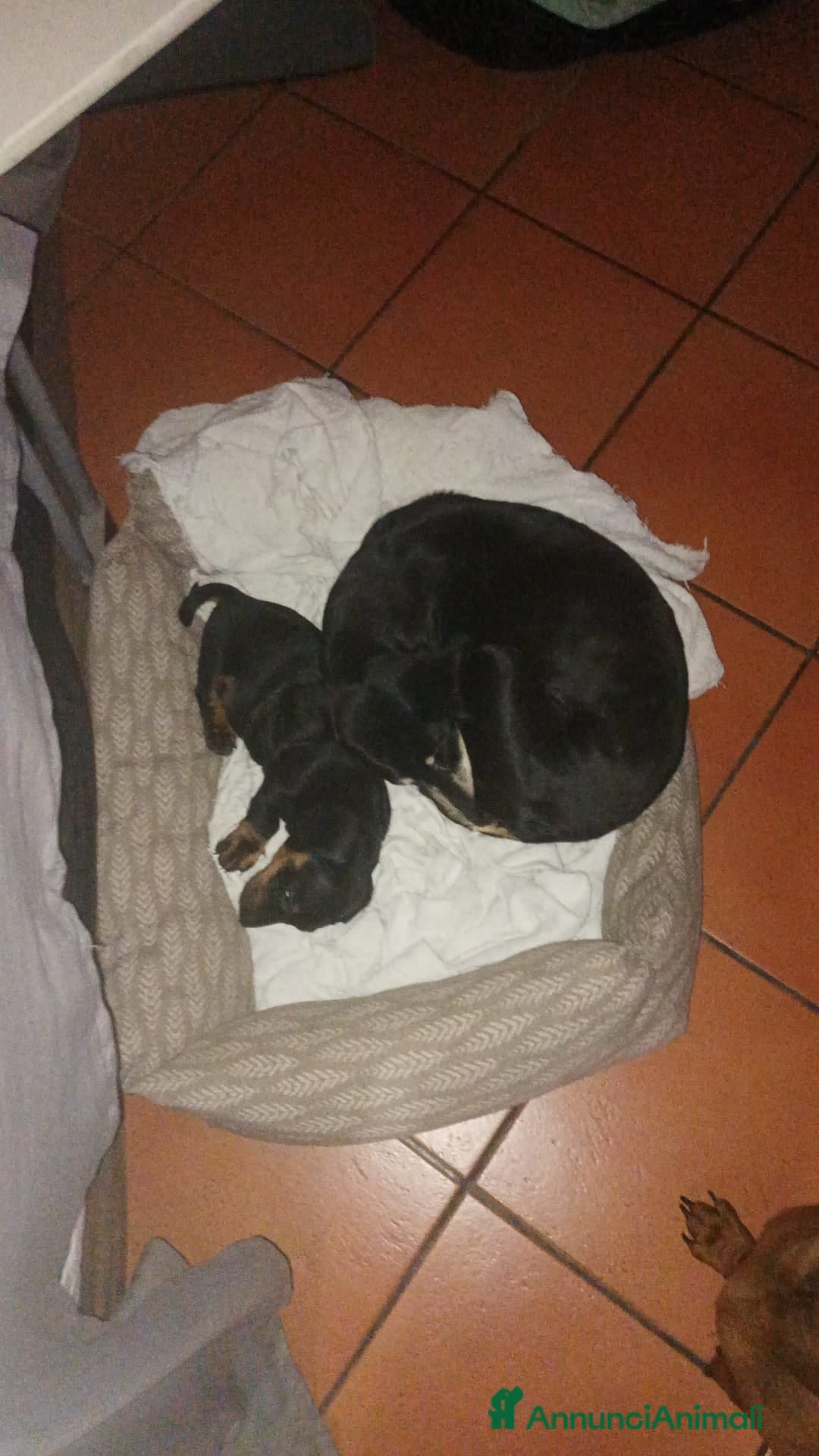 Bassotto cani in vendita: Bassotto tedesco standard a pelo corto - Annuncio 11