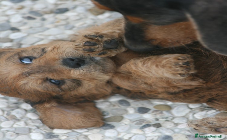 Meticcio cani CUCCIOLI DI DOXIPOO  🐶❤️ - Annuncio 1