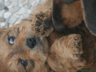 Meticcio cani CUCCIOLI DI DOXIPOO 🐶❤️ - Annuncio 3