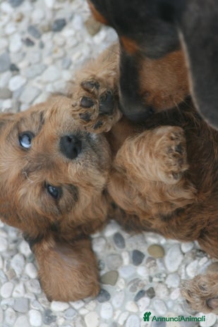 Meticcio cani CUCCIOLI DI DOXIPOO 🐶❤️ - Annuncio 1