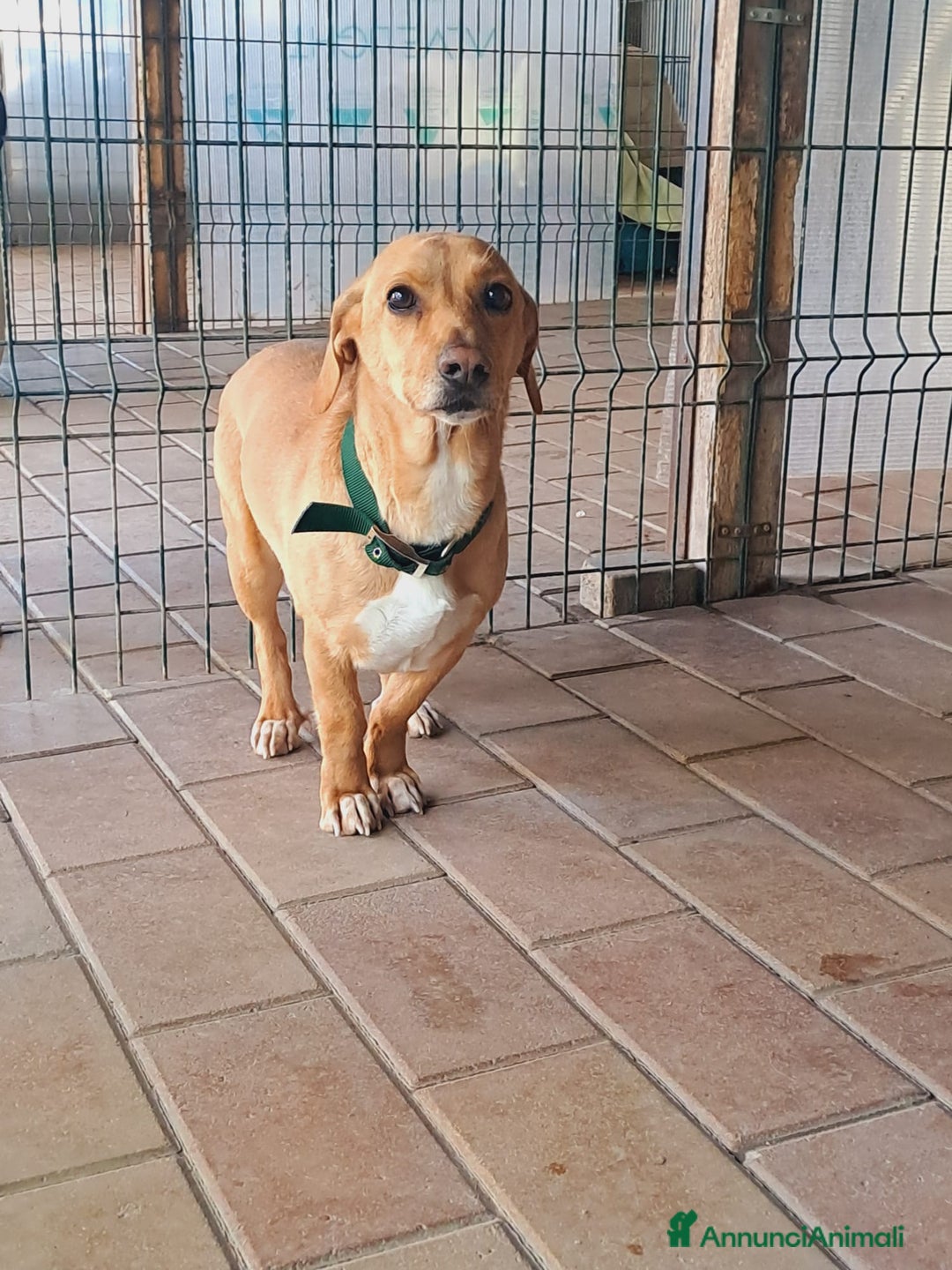 Altre razze cani in regalo: Mignolo, piccolo cagnolino cerca famiglia  a Città metropolitana di Roma Capitale - Annuncio 3