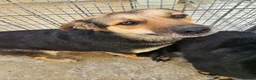 Meticcio cani in regalo: Andrea: 2 anni, timido e dolce - Annuncio 4