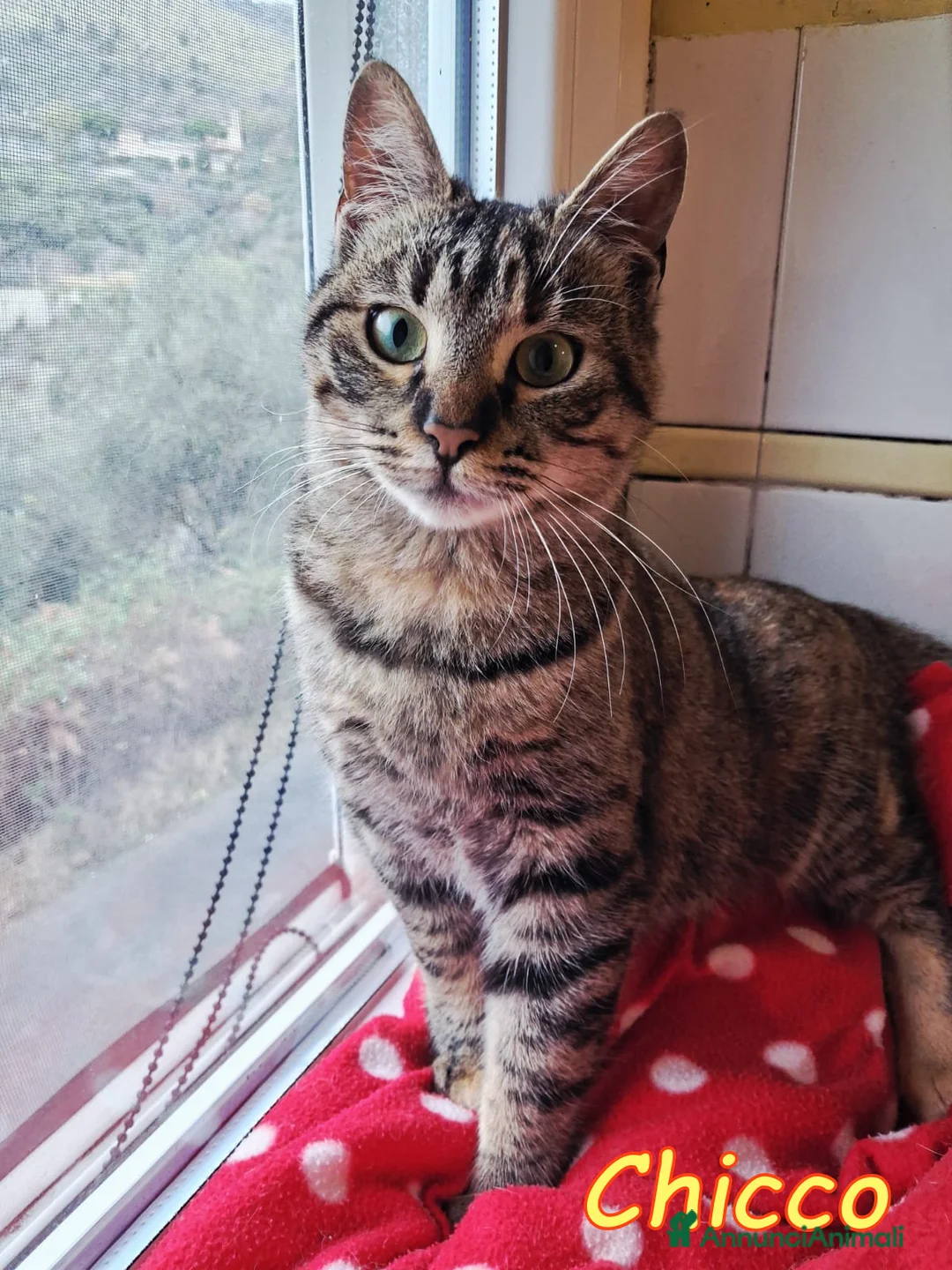 Europeo gatti in regalo: CHICCO IL TIGRATINO PIU DOLCE - Annuncio 7