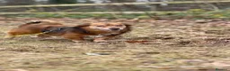 Meticcio cani in regalo: Giulio: taglia piccola, dolce e sensibile  - Annuncio 4