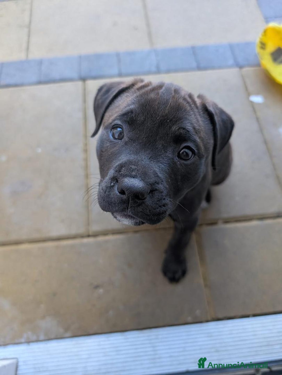 Pitbull cani in regalo: American Pitbull Terrier con pedigree - Annuncio 7