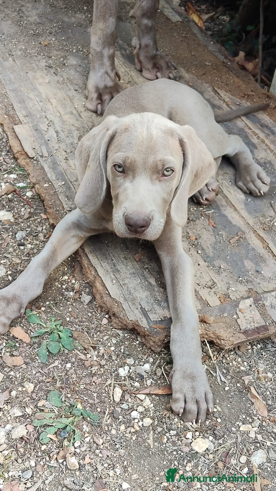 Weimaraner cani Cuccioli weimaraner  - Annuncio 1