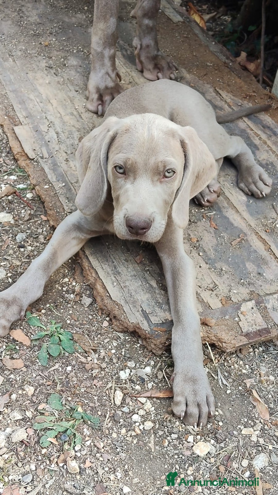 Weimaraner cani in vendita: Cuccioli weimaraner  - Annuncio 1